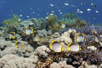 Shoal of blackback butterflyfish (Chaetodon melannotus) swimming over coral reef, Great Barrier