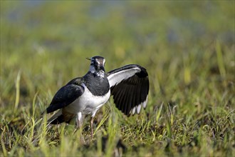 Northern lapwing (Vanellus vanellus), tempting, distracting an enemy from the nest, Dümmer, Lower