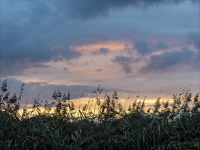 Reeds at the edge of a pond, colourful sky with clouds in the evening, Spreewald, Brandenburg,