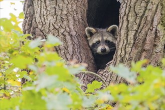 Raccoon (Procyon lotor) looking out of its tree den, autumnal ambience, Hesse, Germany, Europe