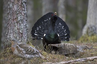 Western capercaillie (Tetrao urogallus) females and male displaying at lek in coniferous forest in