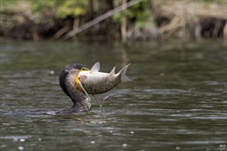 A great cormorant (Phalacrocorax carbo) with a large fish, river perch, in its beak in the water,