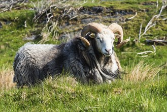 Wild RAM of sheep from Haraldshaugen, HAUGESUND, North Sea in Rogaland County, Ã…krafjord, Norway,