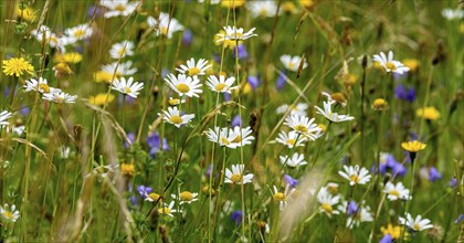 Flowering marguerites (Leucanthemum), colourful flowers, grasses and insects in a wild, natural