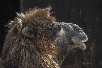 Close up head of Bactrian camel (Camelus bactrianus) native to the steppes of Central Asia