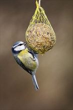 Blue tit (Parus caeruleus) hanging on a fat ball, bird feeding in winter, Schleswig-Holstein,