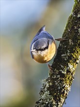 Eurasian Nuthatch, Sitta europaea bird in forest at winter sun