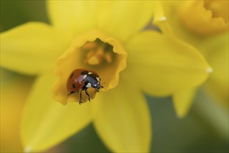 Seven-spot ladybird (Coccinella septempunctata) adult insect on a Daffodil flower in springtime,