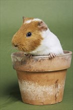 Two parti-colored cavy, guinea pig (Cavia porcellus) in flowerpot