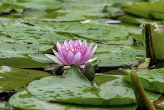 Water lily (Nymphaea), Münsterland, North Rhine-Westphalia, Germany, Europe