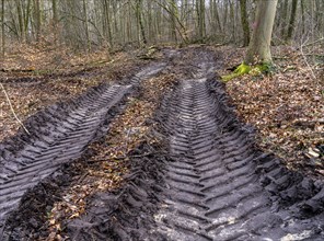 Tyre tracks in the muddy forest floor, Berlin suburbs, Germany, Europe