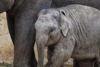 Asian elephant (Elephas maximus), juvenile and cow elephant, captive, distribution southern and