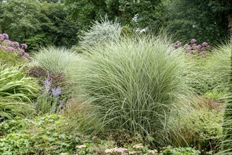 Chinese reed (Miscanthus sinensis 'Morning Light'), Jeddeloh nursery, Edewecht, Lower Saxony,