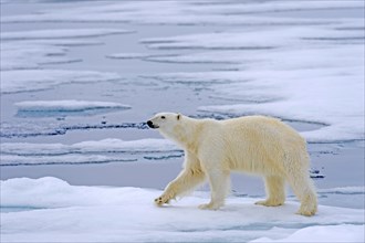 Polar bear (Ursus maritimus), foraging, biotope, habitat