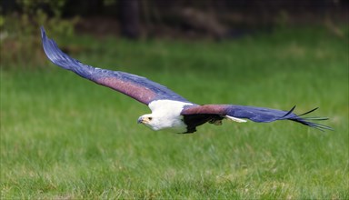 African fish eagle (Haliaeetus vocifer), Germany, Europe