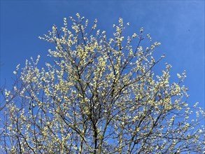 Native tree Shrub from the willow family goat willow (Salix caprea) Sal willow Palm willow sprouts