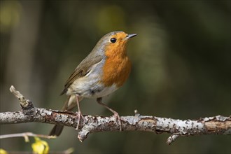 Robin (Erithacus rubecula) on a dry branch, Baden-Württemberg, Germany, Europe