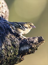 Female of Chaffinch, Fringilla coelebs, bird in forest at winter sun