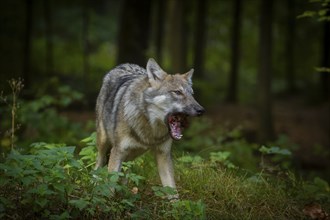 Moritzburg Game Reserve, Moritzburg, Saxony, Germany, Europe