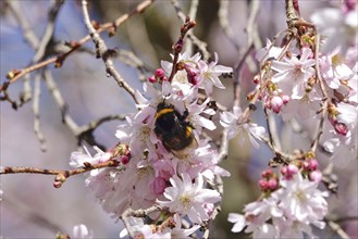 Blossom of the Higan cherry, Bumblebee, March, Germany, Europe