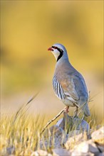 Chukar partridge, (Alectoris chuka), Israel, Middle East, Asia