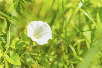 Glandular balsam (Impatiens glandulifera), Indian balsam, red balsam, Himalayan balsam, farmer's