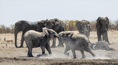 African elephants (Loxodonta africana), herd at the waterhole, two young animals playing and