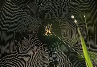 Cross spider (Araneus) sitting in a spider web, Lower Saxony, Germany, Europe