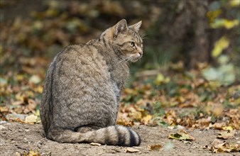 European wildcat (Felis silvestris) sitting on the forest floor and looking attentively, captive,