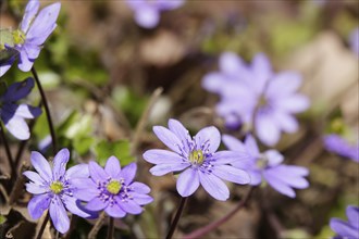 Liverwort (Hepatica nobilis), March, Germany, Europe