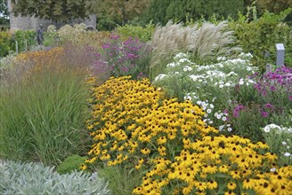 Coneflower, coneflower (Rudbeckia fulgida 'Goldsturm'), Japanese blood grass (Imperata cylindrica