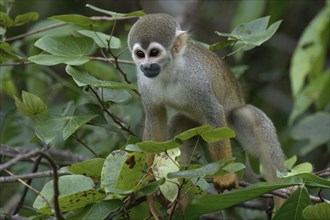 Golden-backed squirrel monkey, Saimiri ustus, Amazon basin, Brazil, South America