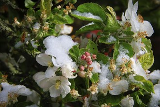 Apple blossoms on a tree in an orchard in the Eastern Ore Mountains. A cold snap led to late