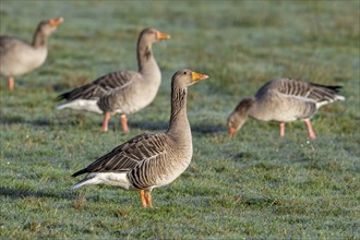 Flock of greylag geese, graylag goose (Anser anser) foraging in grassland, meadow on a frosty