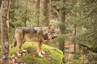 European wolf, Canis lupus lupus, Bavarian Forest National Park, Bavaria, Germany, captive, Europe