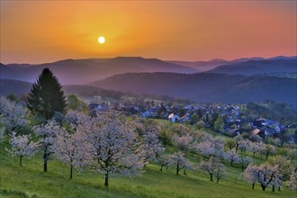 View of the village of Nuglar at sunrise, orchard with flowering cherry trees (Prunus avium),