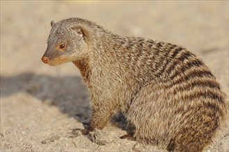 Banded mongoose (Mungos mungo), captive, occurrence in Africa