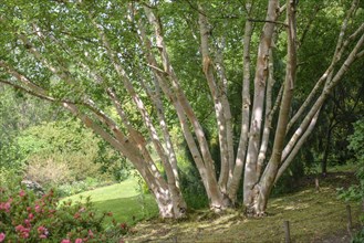 Golden birch (Betula ermanii 'Grayswood Hill'), Garden House, Yelverton, England, Great Britain