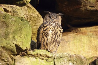 Eurasian Eagle-owl, Bubo Bubo, Bavarian Forest National Park, Bavaria, Germany, Captive, Europe