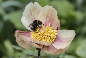 Caucasian Peony (Paeonia mlokosewitschii) with Dark Earth Bumblebee (Bombus terrestris), Emsland,