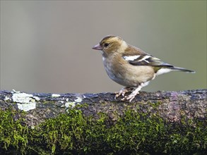 Female of Chaffinch, Fringilla coelebs, bird in forest at winter sun