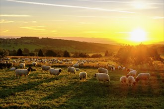 Rhön sheep, flock of sheep, sheep, sunrise, Hochrhön road, UNESCO biosphere reserve, near Hausen,