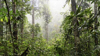 Rainforest, IIranduba, Manaus State of Amazonas, Brazil, South America