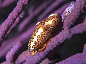 Flamingo tongue snail (Cyphoma gibbosum) on bush coral, at night. Dive site John Pennekamp Coral