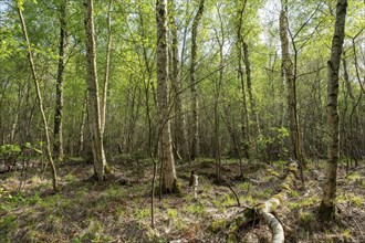 Downy birches (Betula pubescens) in spring, GroÃŸes Moor, Lower Saxony, Germany, Europe