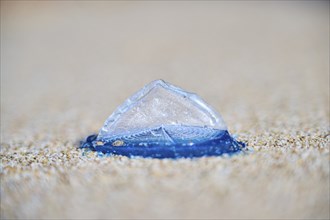 Sea (Velella velella) raft jellyfish lying on the sand on a beach, near Tarragona, Catalonia,