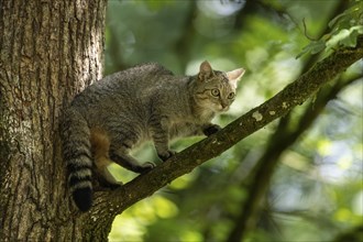 Wildcat (Felis silvestris) on a branch, Germany, Europe