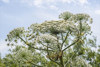 Giant hogweed (Heracleum mantegazzianum) in Hörte, Skurup community, Scania, Sweden, Scandinavia,