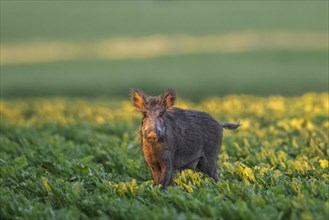 Solitary wild boar (Sus scrofa) sow, female foraging in sugar beet field in summer