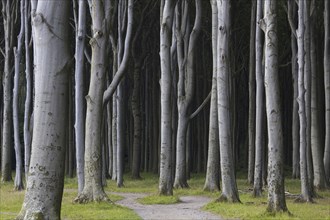 Beech trees, shaped by strong sea winds, at Ghost Wood, Gespensterwald along the Baltic Sea beach